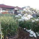 강천산 도라지골 이미지