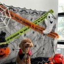 서구애견센타 이미지