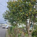 배롱나무 독채스테이 이미지