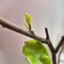 제일농자재 | 초살 천연 살충제 실내 식물 벌레 관리 후기