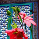 단풍잎-부용( 「학명」 Hibiscus coccineus. 영명은 Scarlet Rose Mallow. 단풍잎촉규화. 물무궁화) 이미지