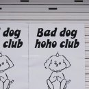배드독 이미지