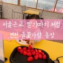들꽃가람 | 서울 근교 딸기 따기 체험 연천 들꽃가람 농장 Whit 에어바운스