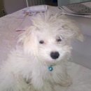 해피멍멍이 | 11월/ 삿포로 3-4일(조잔케이 다이치 스이잔테이(방음 이슈),해피 벌스 데이!)