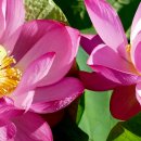 하남 당정뜰 연꽃 이미지