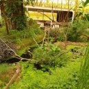 우포 잠자리 나라 이미지