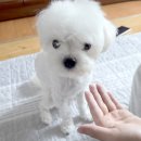 펫케어 | 강아지 눈물 관리템 다이소 강아지눈영양제 헬로마이펫 멍뭉케어 후기