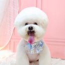 메리몰펫샵 이미지