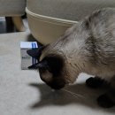 (주)벡스퍼트 | [집사] 동물병원 원장님 추천 노묘영양제 후기 &#39;바쏘드 BASOD&#39;