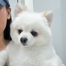모모그루밍 이미지