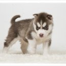 삼산사거리(40691) 이미지