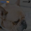 멍멍이집 이미지