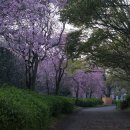 후쿠오카 벚꽃여행 1.. 이미지