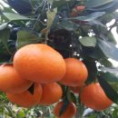 미나농장 이미지