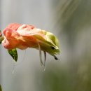 강아지 대공원 이미지