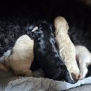 ch po love 이미지