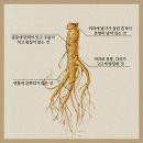 심봤다 - 제주시 고성남서길 8 | 심봤다