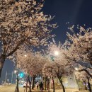 풍납 백제문화공원 | 강동구 벚꽃 풍납동 숨은 벚꽃명소 핫스팟 천중로 한가람로 시티극동아파트 풍납백제문화공원