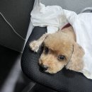 뚜뚜멍멍 이미지