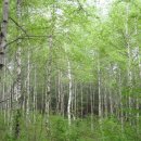 청태산목장 이미지