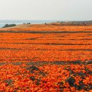 리틀램스테이 네이버블로그