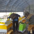 산골백두 이미지