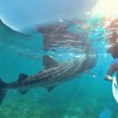 내계폭포위 화장실 | 세부 오슬롭 고래상어(아론리조트)-투말록폭포-수밀론 방카 100% 셀프 후기