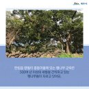 명월 팽나무군락 이미지