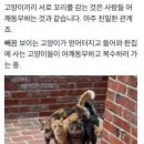 고양이 어깨동무 이미지