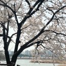 만석거삼거리 | 4월 경기도 가볼만한곳 꽃구경하기 좋은 만석공원 산책데이트