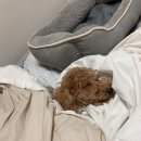 어바웃 댕댕 이미지