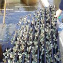 신비의바닷길민박 이미지