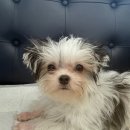 홈즈펫타운 | 사설동물보호센터 입양후기 / 홈즈펫타운에서 만난 기적! 이제는 우리의 사랑스러운 가족이 된 토리!