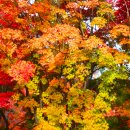 울산 태화강 국가정원의 가을풍경 이미지