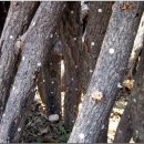 조령농장 이미지