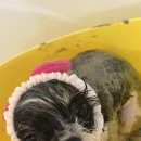 트리멍마마 이미지