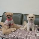 멍그니엘 애견호텔 수원점 이미지