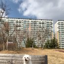 코아루 똥강아지 이미지