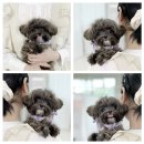 모델독켄넬 이미지