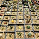 다미농원 이미지