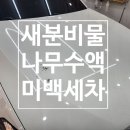 미백세탁 | 자동차 새똥 제거 나무 밑 주차로 인한 수액 미백세차로 관리하기