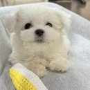 일산강아지분양 라펫 | 일산강아지분양후기_미니비숑"단지"