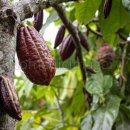 카카오(cacao) 이미지