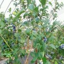 모현농장 이미지