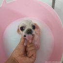 개-1번지 이미지