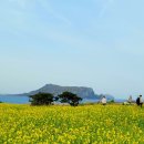 노랑제주 이미지