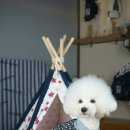 마린독스 이미지