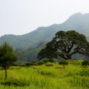 솔고개로 이미지