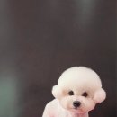 시루 반려견 미용 네이버블로그