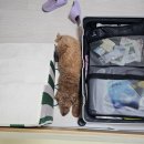 스위스모텔 | 🇨🇭스위스1(그린델발트 이동, 숙소추천, 인터라켄 패러글라이딩)